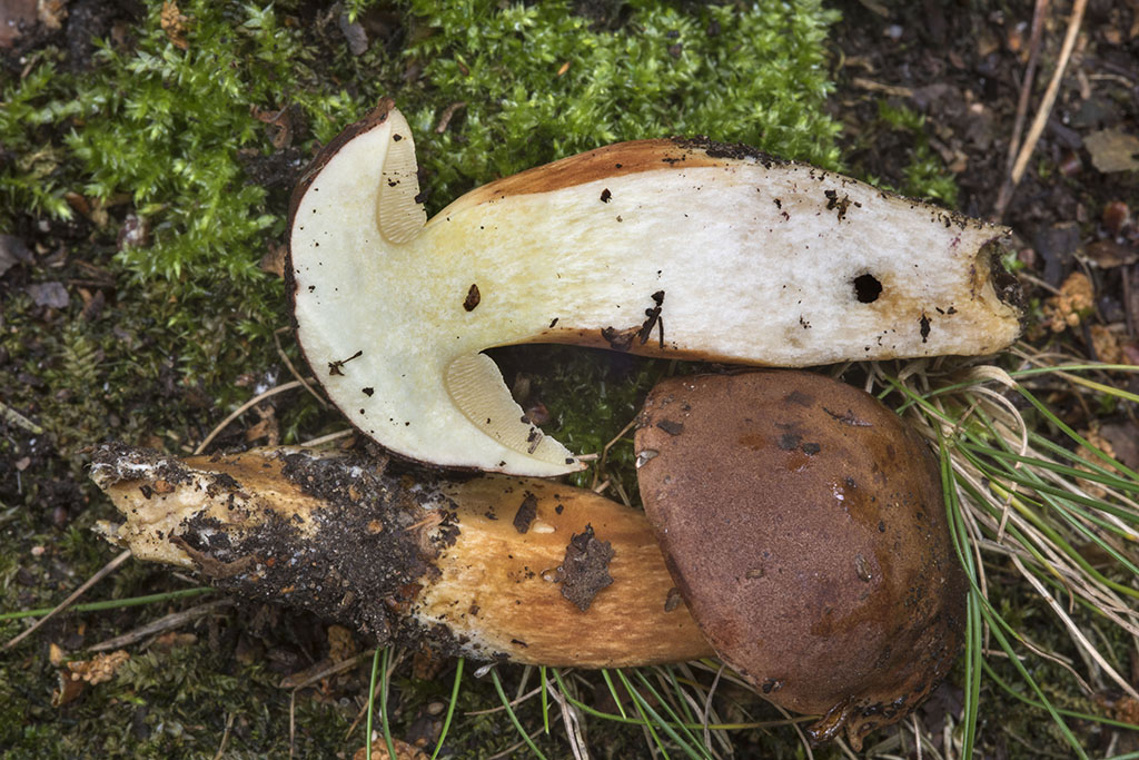 Польский гриб, или моховик каштановый (лат.  Imleria badia)