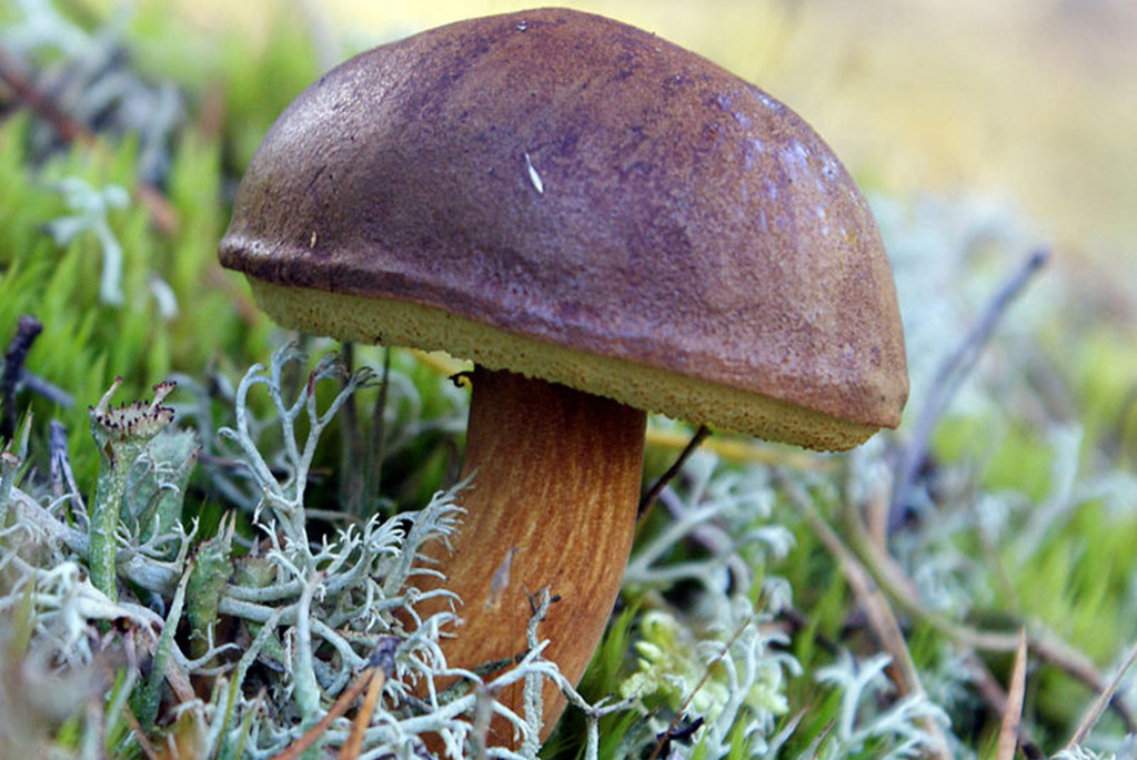 Польский гриб, или моховик каштановый (лат.  Imleria badia)