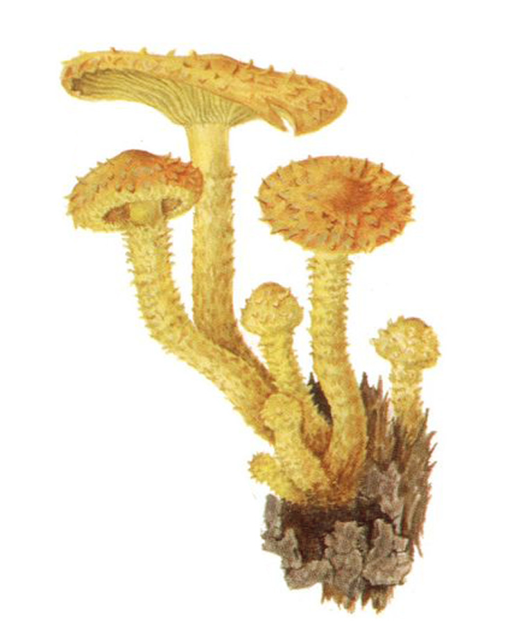 Чешуйчатка золотистая, или королевские опята (лат. Pholiota aurivella)