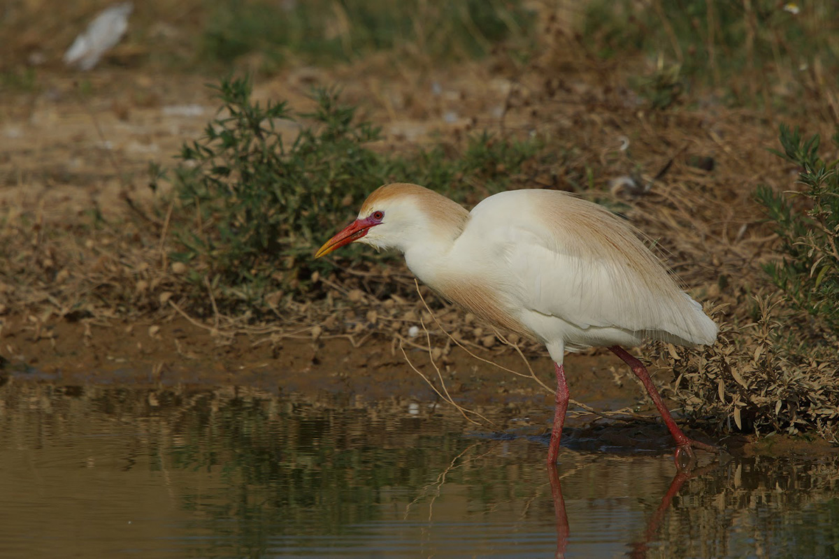 Египетская цапля (лат. Bubulcus ibis)