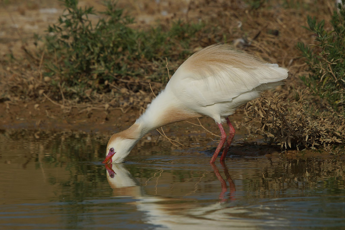 Египетская цапля (лат. Bubulcus ibis)