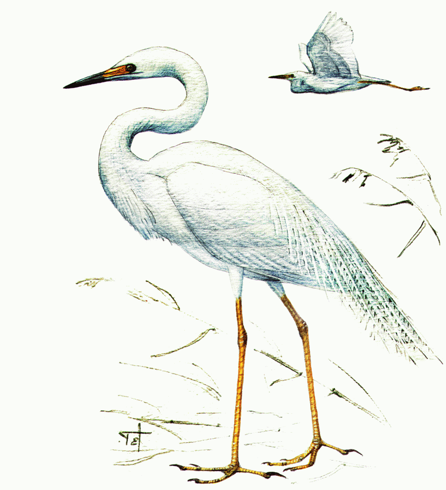 Большая белая цапля (лат. Egretta alba)