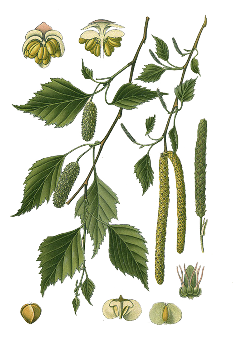 Берёза пушистая (лат. Bétula pubéscens)