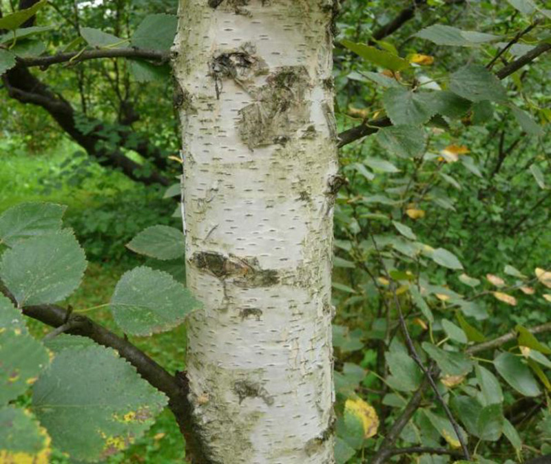 Берёза пушистая (лат. Bétula pubéscens)