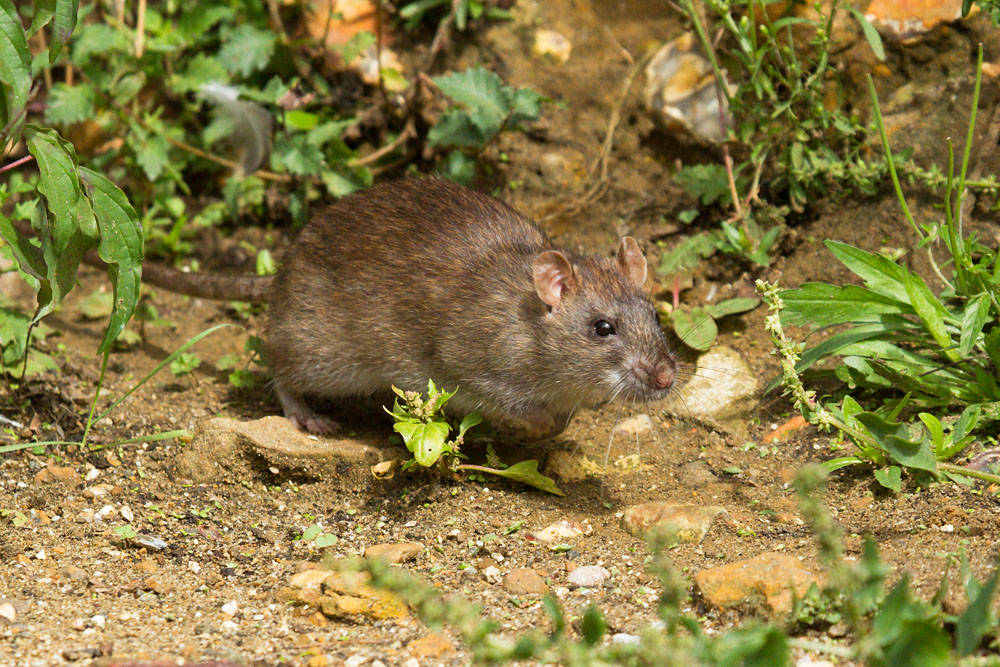 Крыса серая (лат. Rattus norvegicus)