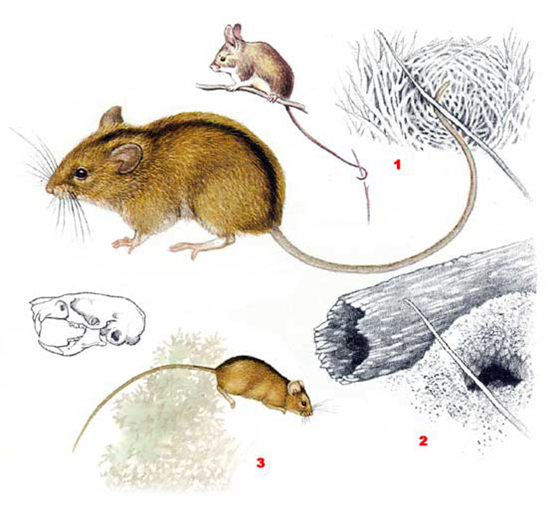Мышовка лесная (лат. Sicista betulina)