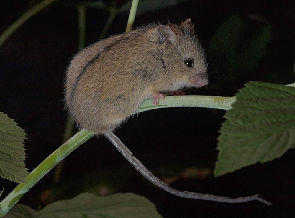 Мышовка лесная (лат. Sicista betulina)