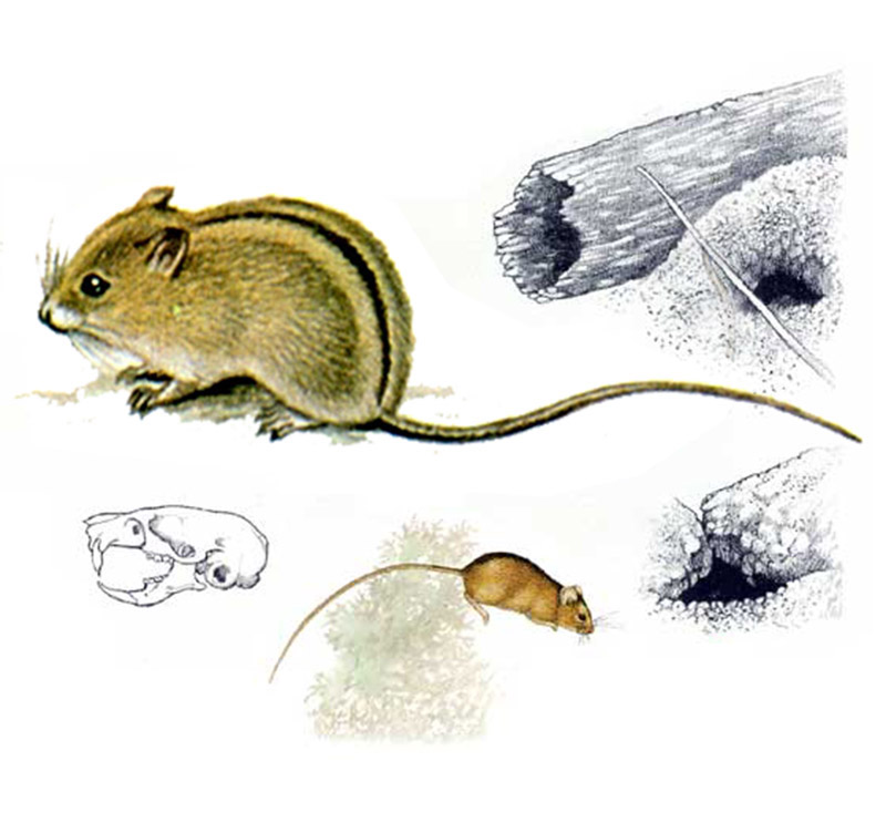 Мышовка степная (лат. Sicista subtilis)