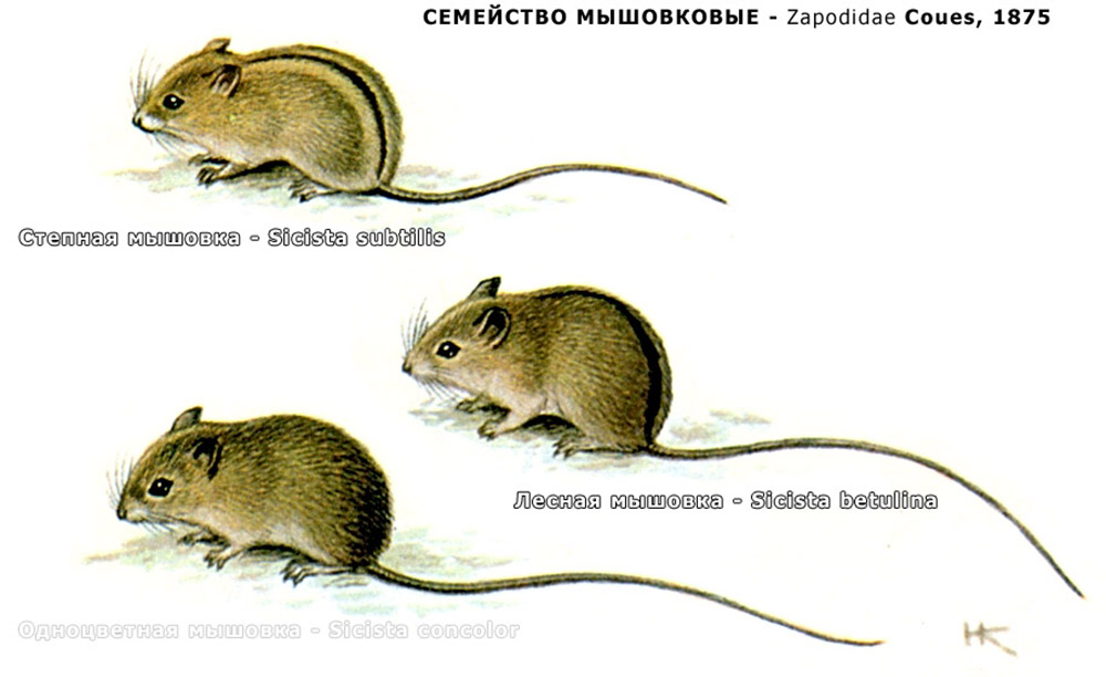 Мышовка степная (лат. Sicista subtilis)