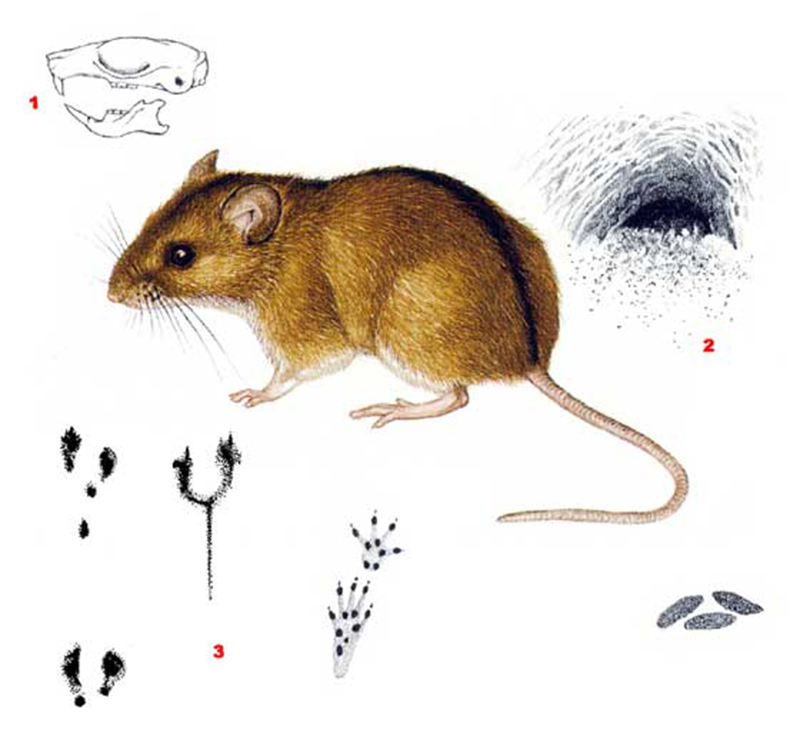 Мышь полевая (лат. Apodemus agrarius)