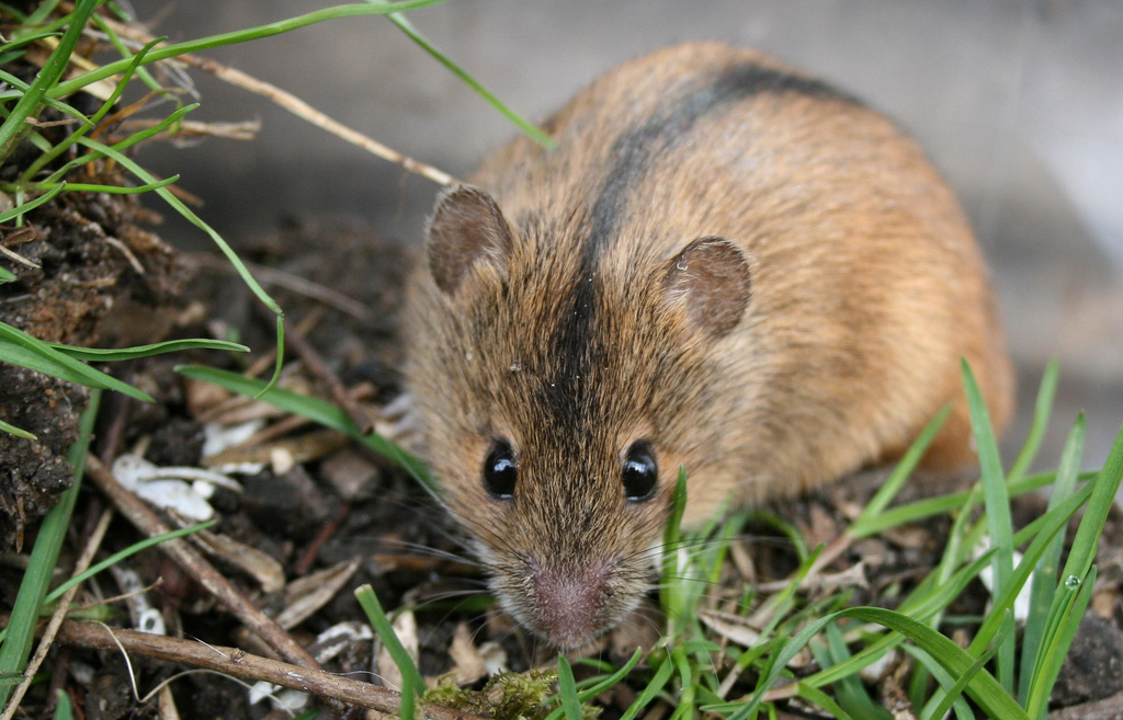 Мышь полевая (лат. Apodemus agrarius)