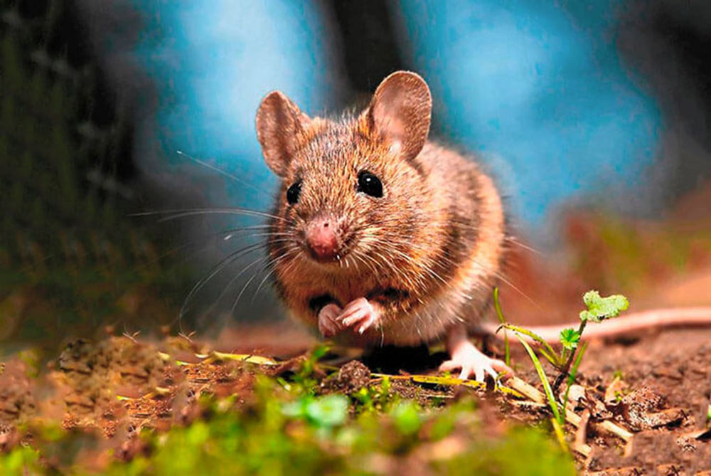 Мышь домовая (лат. Mus musculus)
