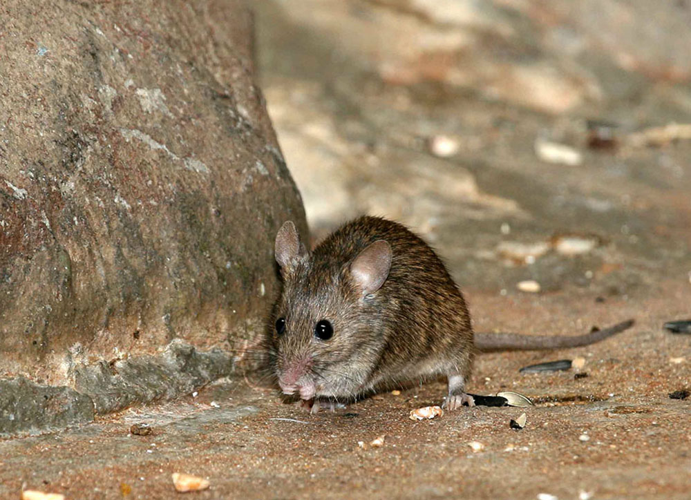 Мышь домовая (лат. Mus musculus)