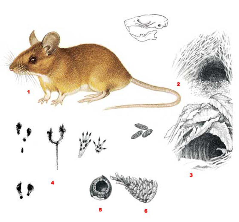 Мышь лесная желтогорлая (лат. Apodemus flavicollis)