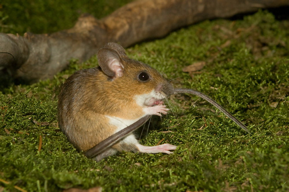 Мышь лесная желтогорлая (лат. Apodemus flavicollis)