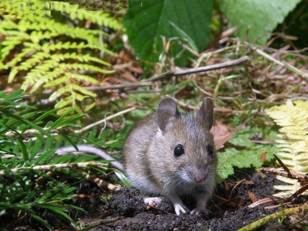 Мышь малая лесная (лат. Apodemus uralensis)