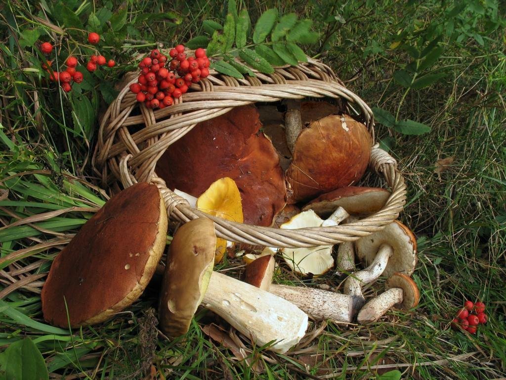 Лучшие грибные леса Саратовской области