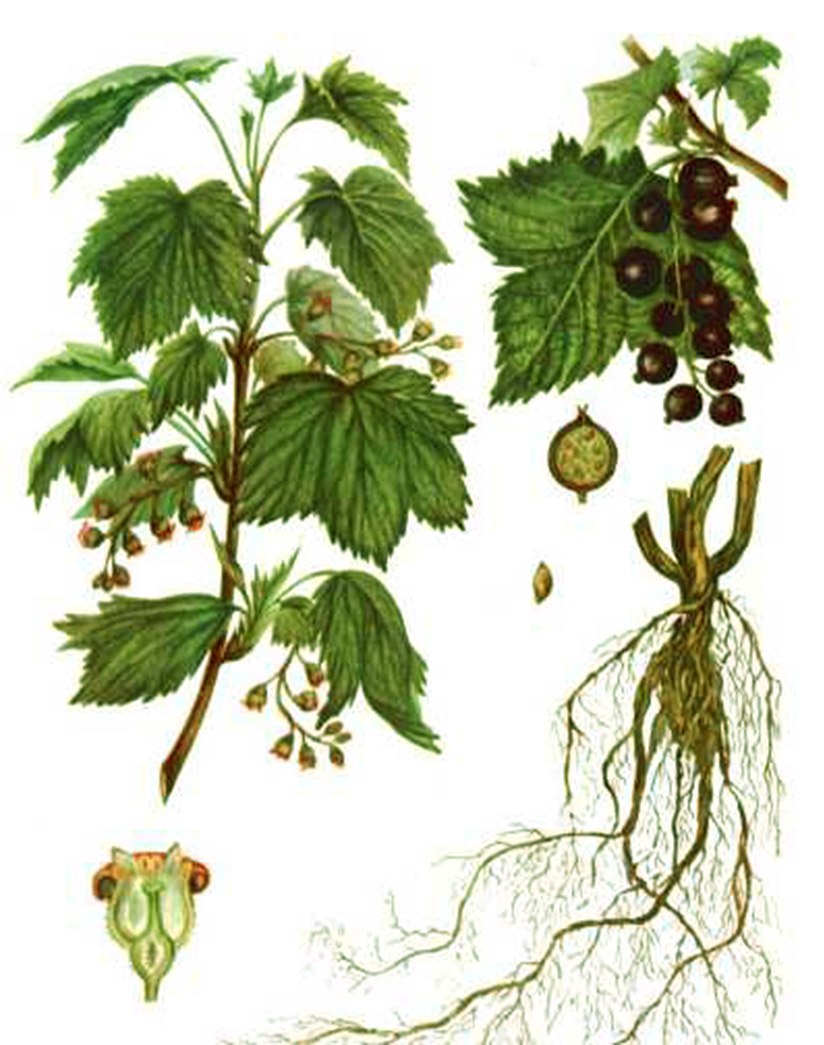 Смородина золотистая или золотая (лат. Ribes aureum)