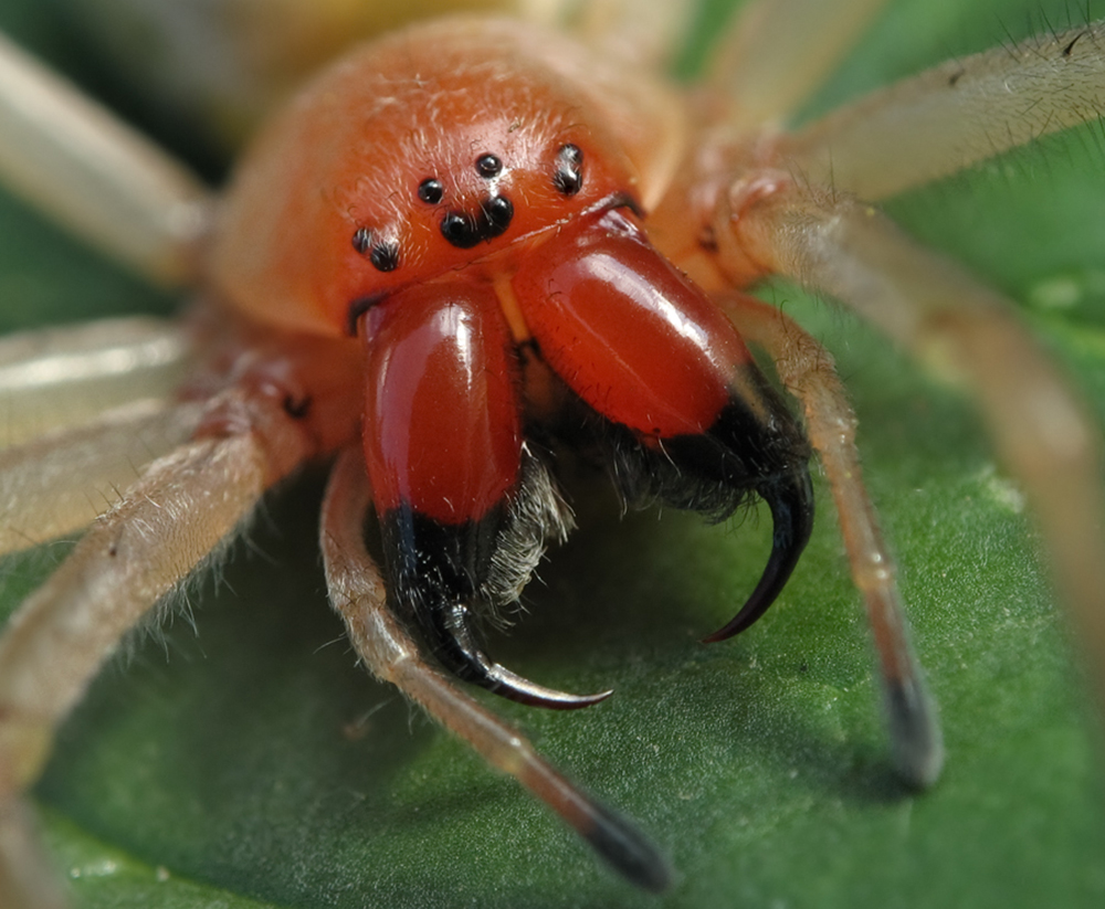 Желтосумный колющий паук (лат. Cheiracanthium punctorium)