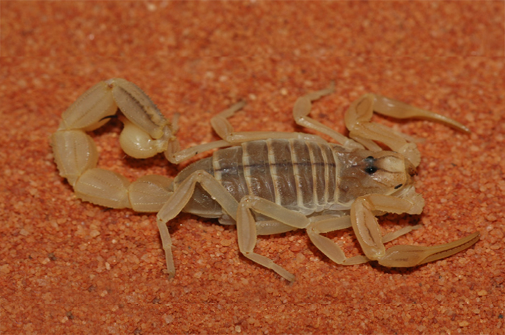 Скорпион средиземноморский (лат. Buthus occitanus)