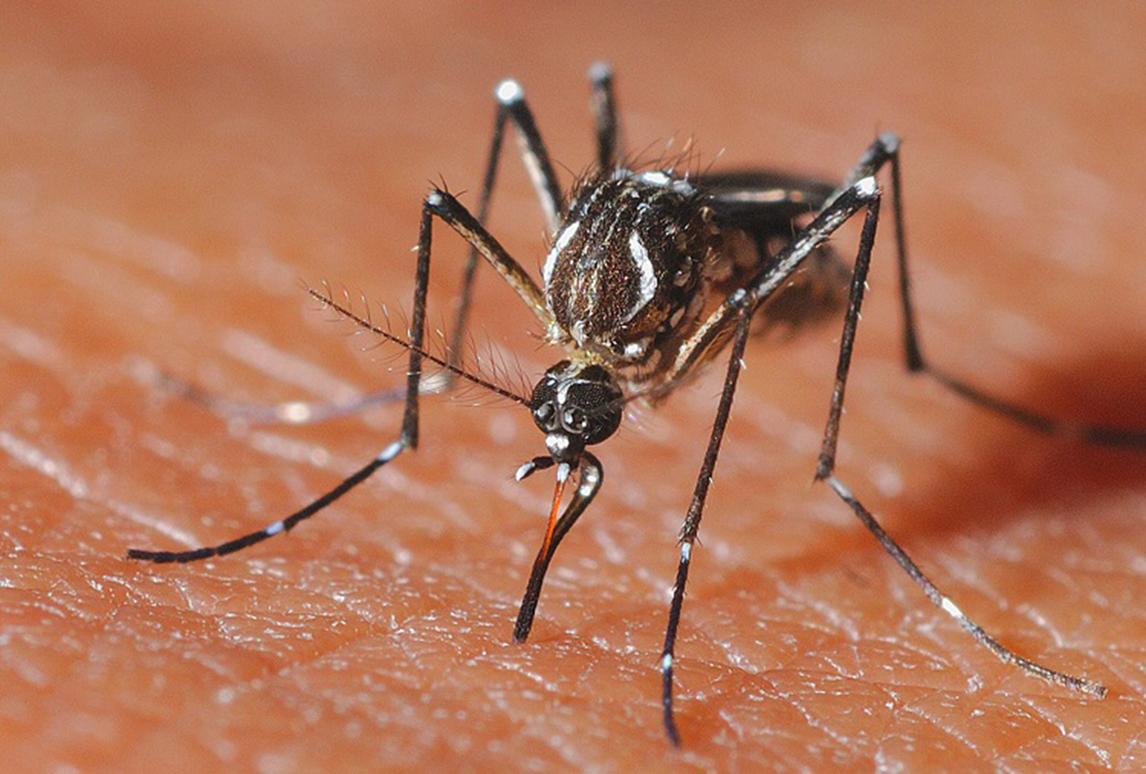 Комар жёлтолихорадочный  (лат. Aedes aegypti)
