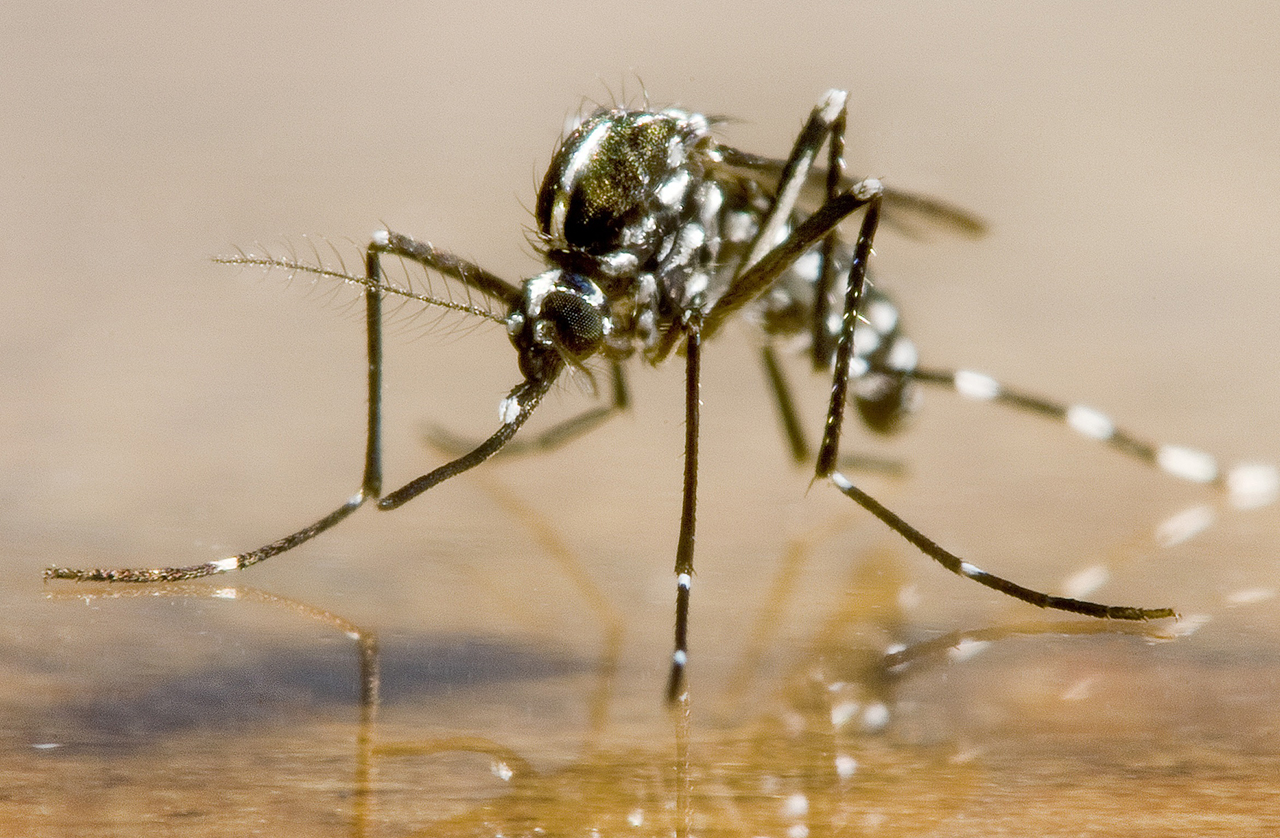 Азиатский тигровый комар (лат. Aedes albopictus)