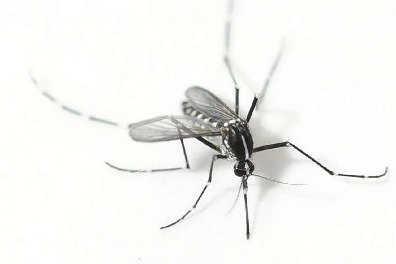 Азиатский тигровый комар (лат. Aedes albopictus)