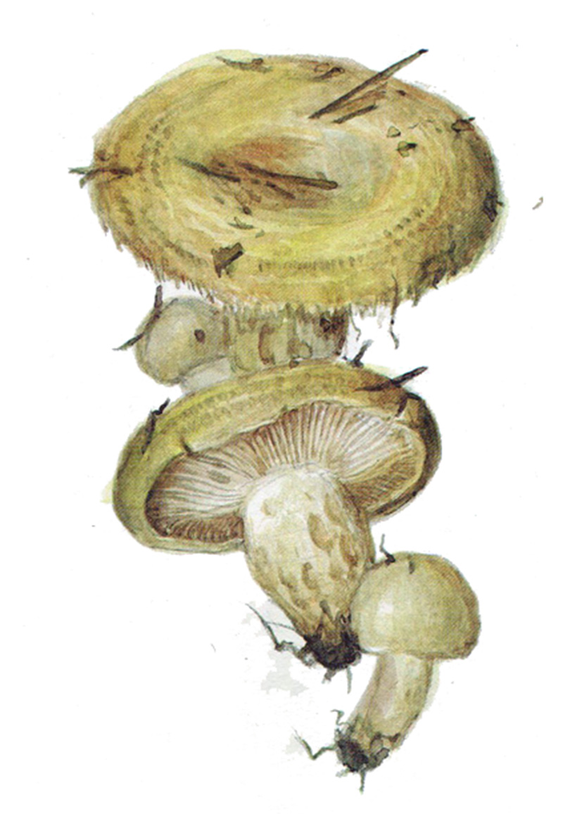 Груздь жёлтый (лат. Lactárius scrobiculátus)