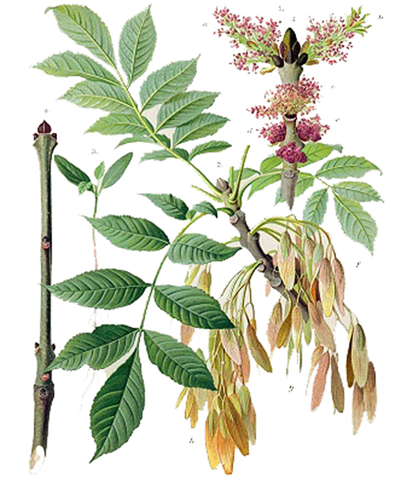 Ясень обыкновенный (лат. Fraxinus excelsior)