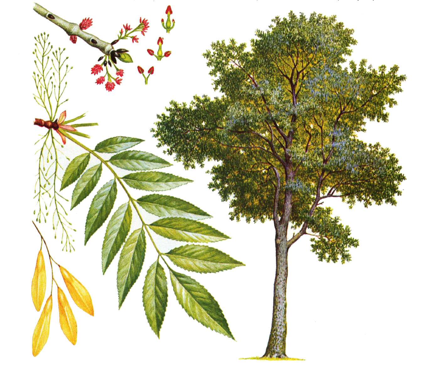 Ясень обыкновенный (лат. Fraxinus excelsior)
