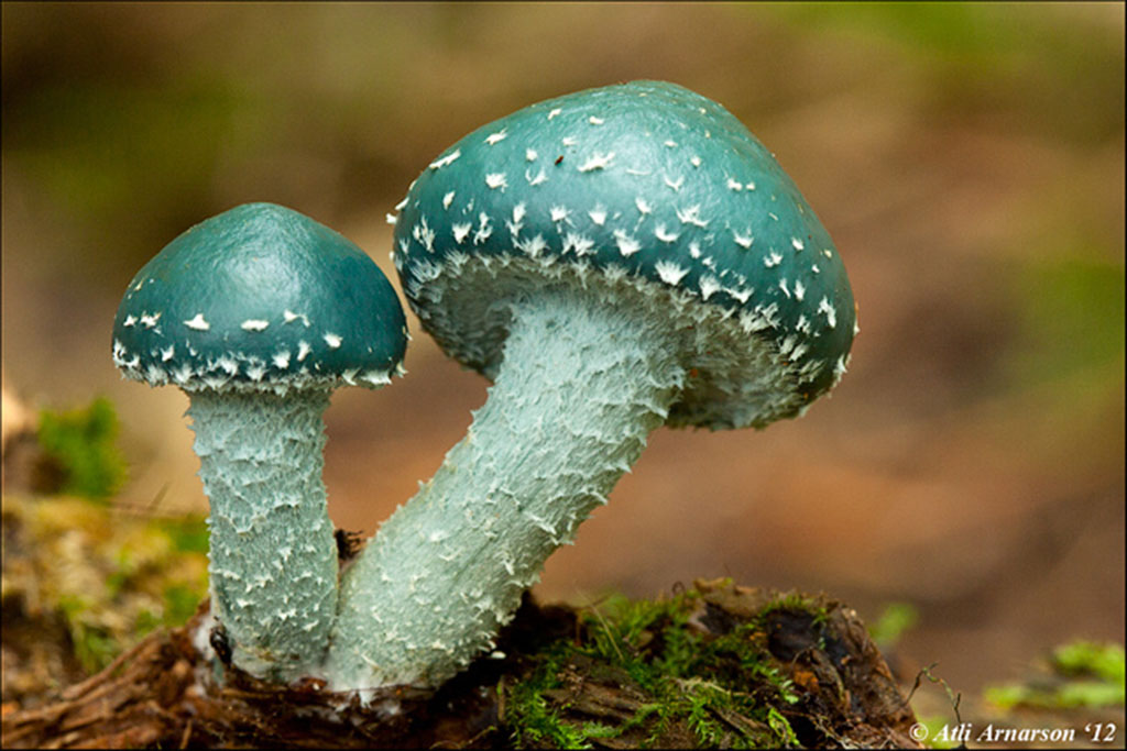 Строфария сине-зелёная (лат. Stropharia aeruginosa)