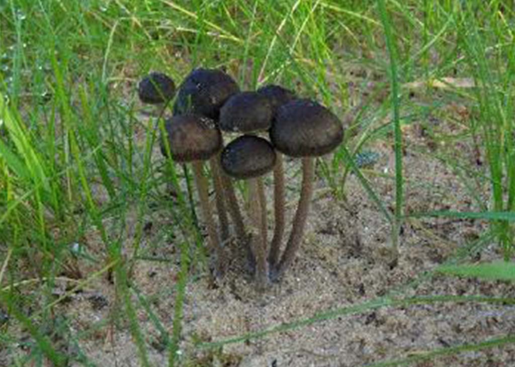 Панеолус навозный, или черный (лат. Panaeolus fimicola)