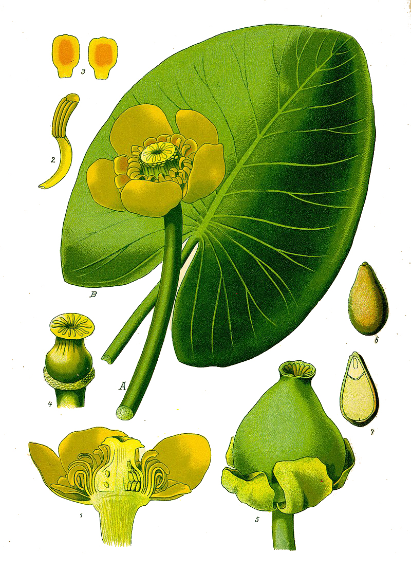 Кубышка желтая (лат. Nuphar lutea)