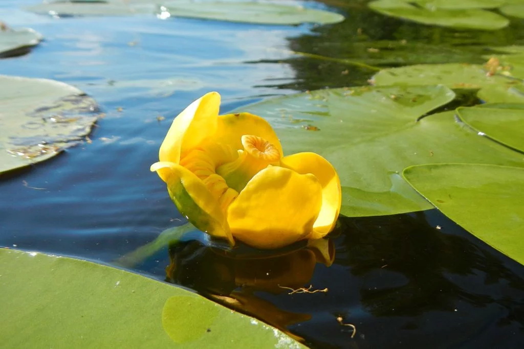 Кубышка желтая (лат. Nuphar lutea)