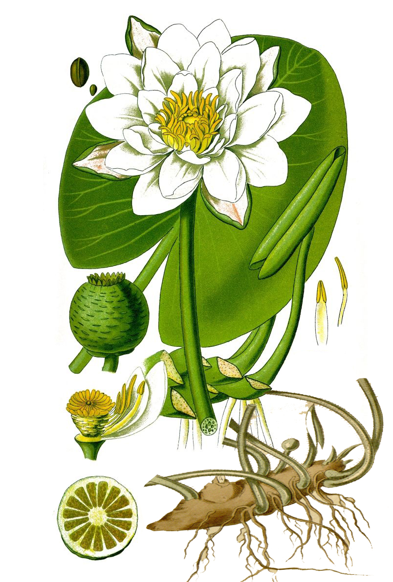 Кувшинка белая (лат. Nymphaea alba)