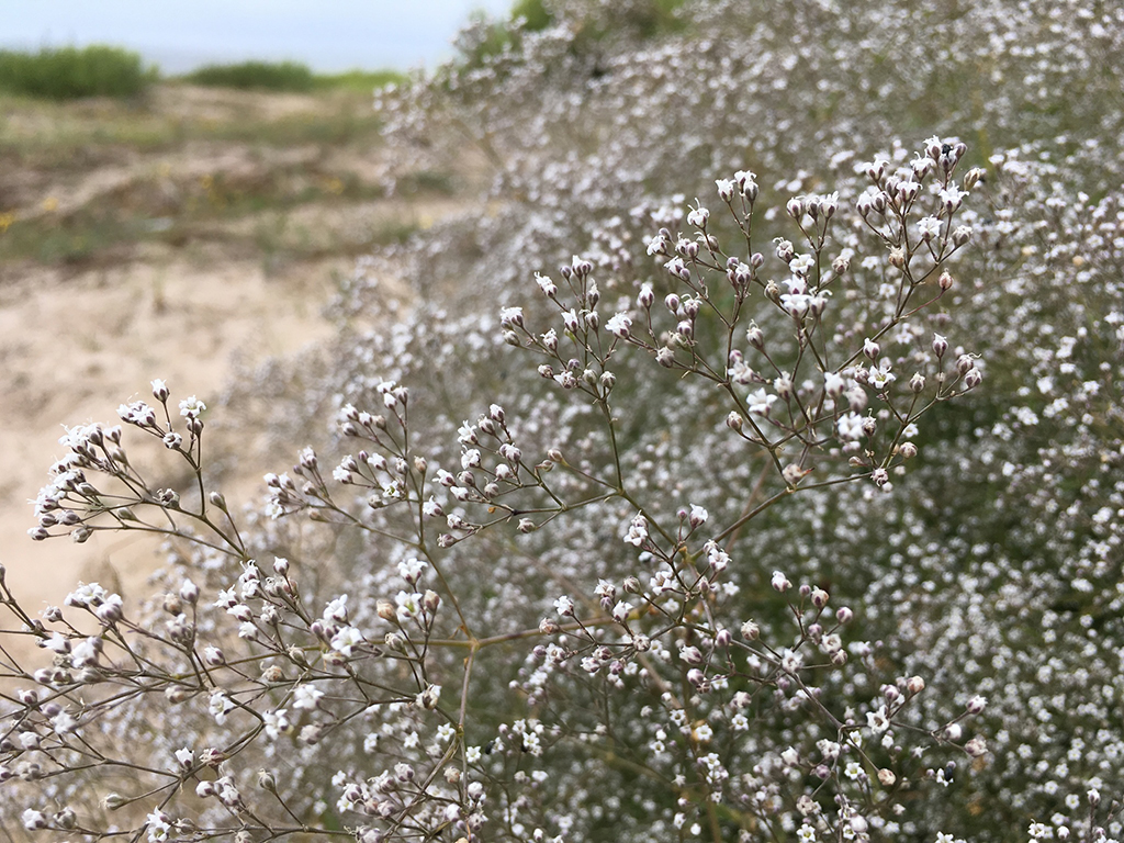 Качим метельчатый или перекати-поле (лат. Gypsóphila paniculáta)