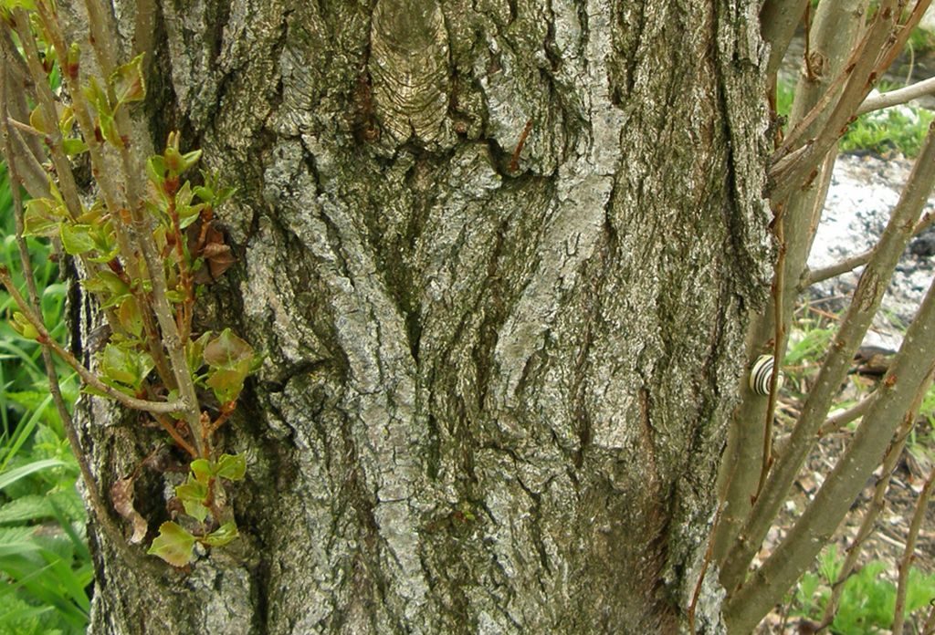 Тополь черный, или осокорь (лат. Pópulus nígra)