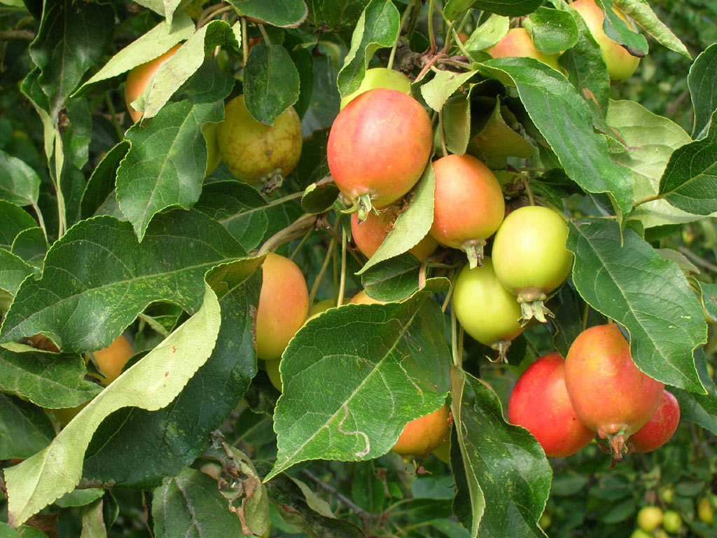 Яблоня дикая или лесная (лат. Málus sylvéstris)