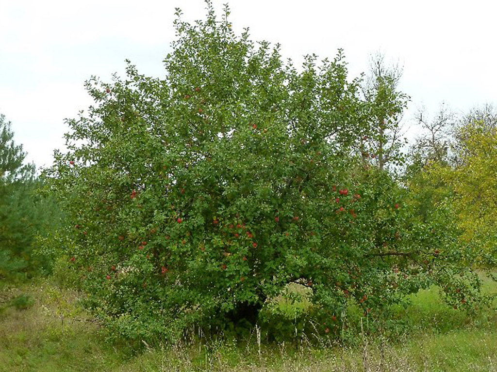 Яблоня дикая или лесная (лат. Málus sylvéstris)