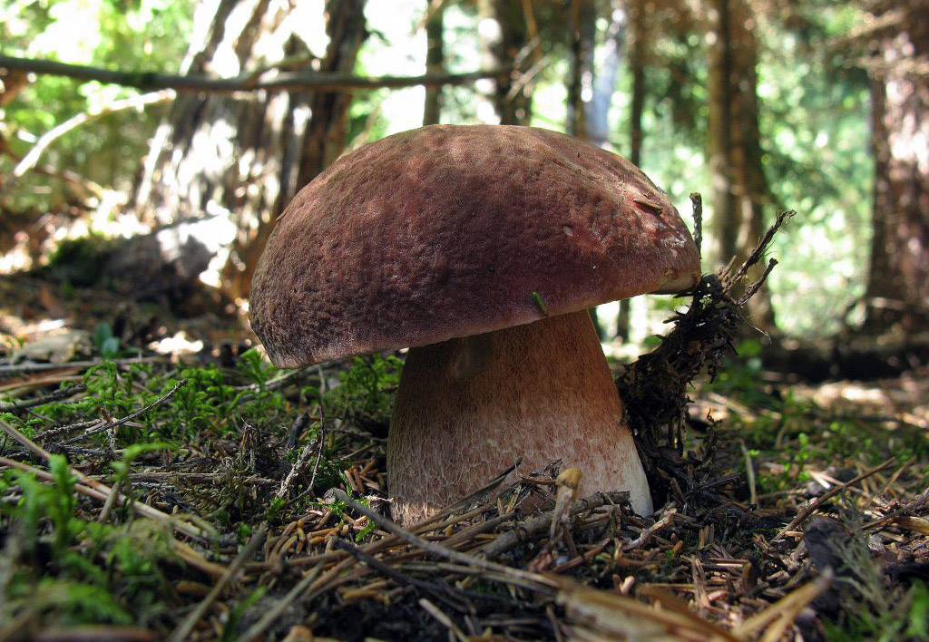 Белый гриб сосновый, или боровой (лат. Bolétus pinóphilus)