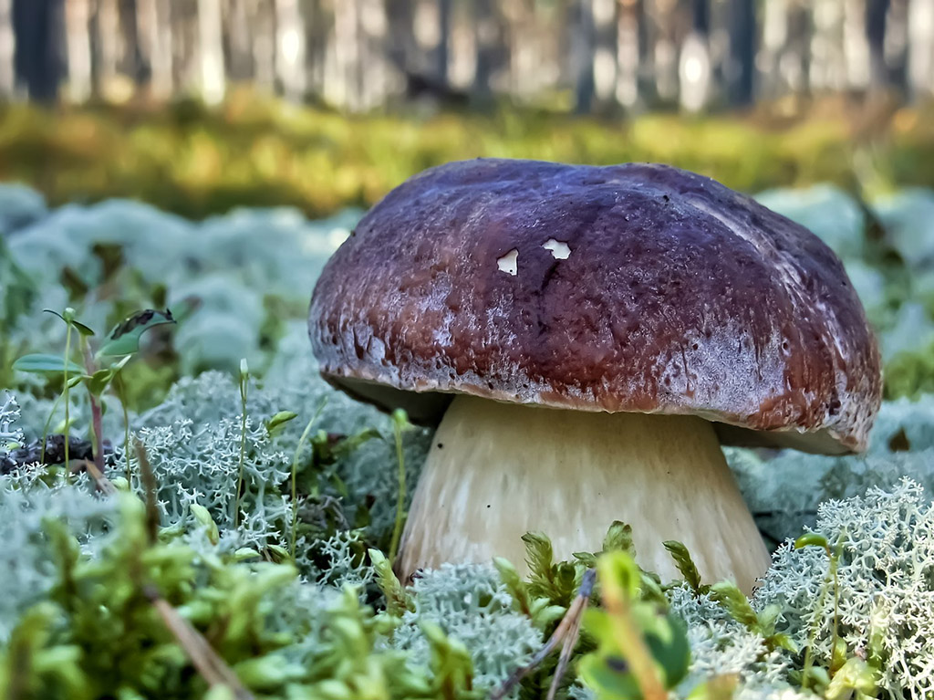 Белый гриб сосновый, или боровой (лат. Bolétus pinóphilus)