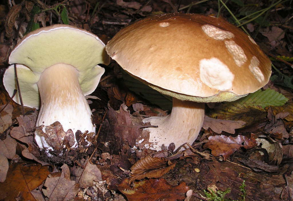 Белый гриб дубовый, или боровик сетчатый  (лат. Boletus reticulatus)