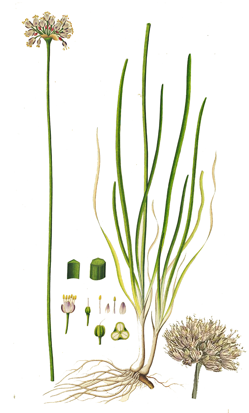 Лук угловатый  (лат. Állium angulósum)