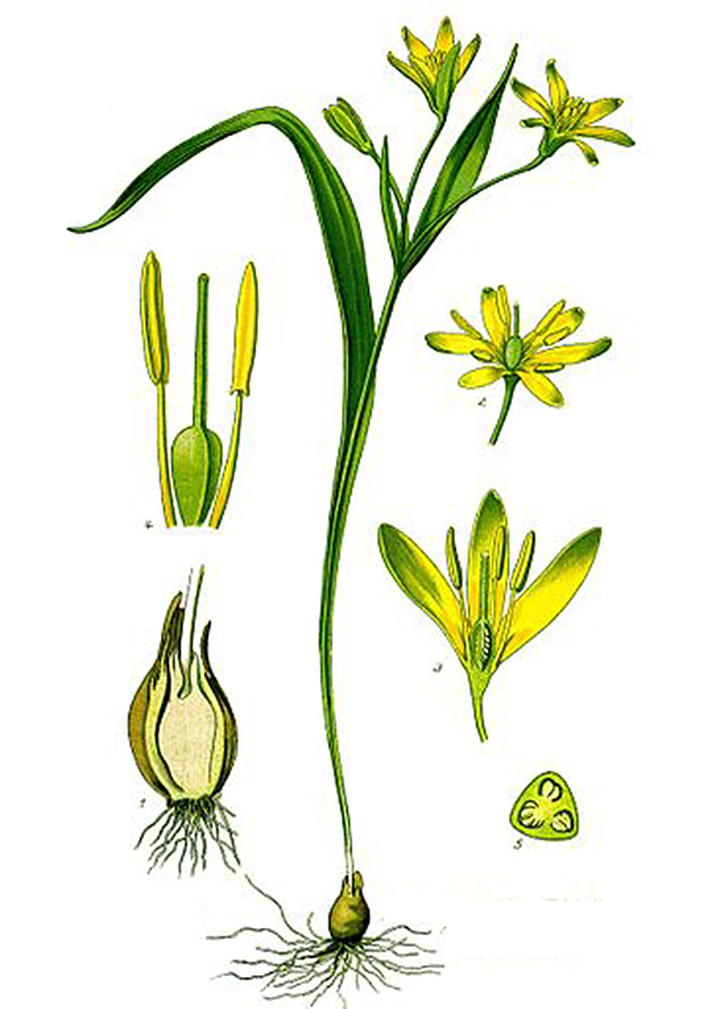 Гусиный лук жёлтый (лат. Gágea lútea)