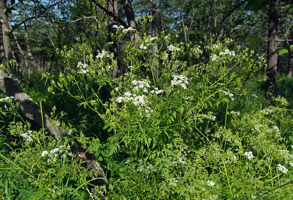 Купырь лесной (лат. Anthríscus sylvéstris)