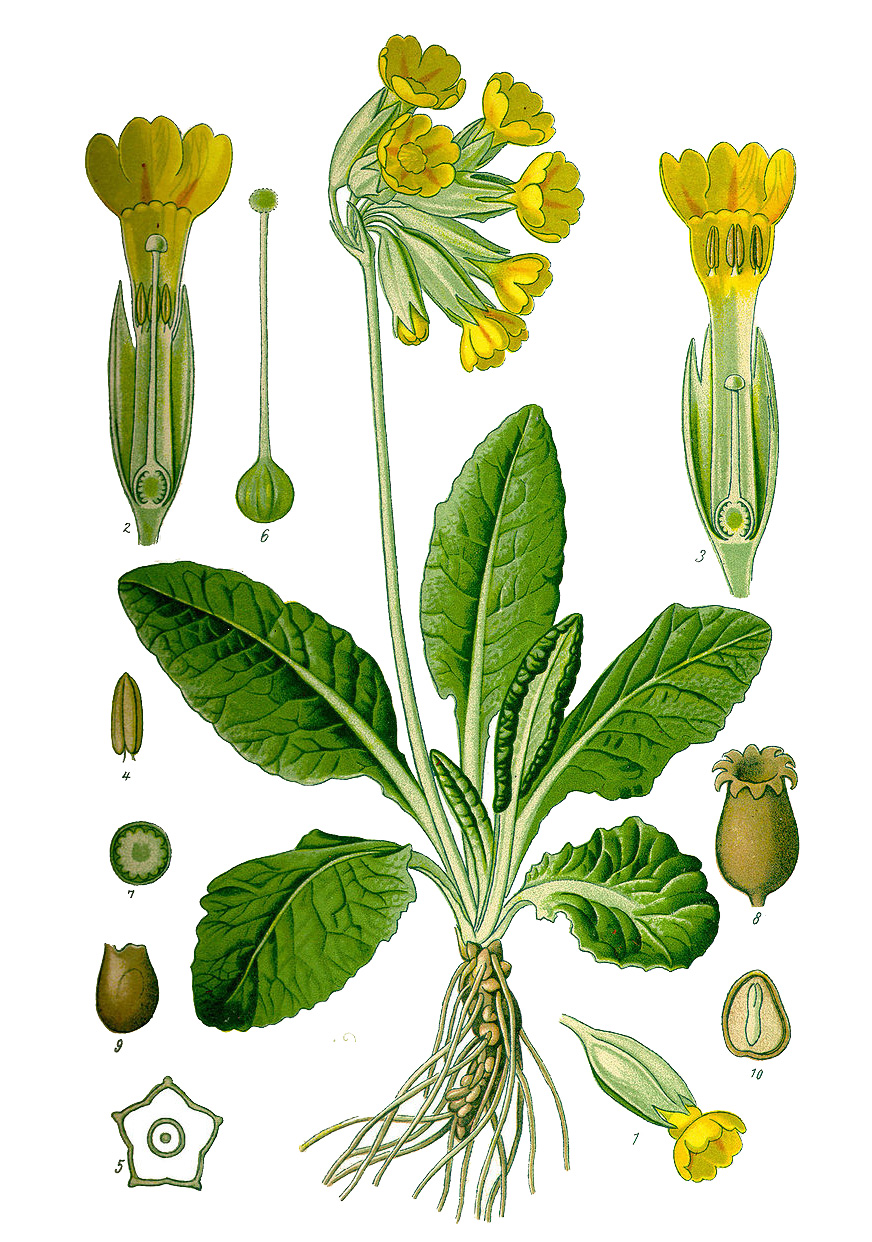 Первоцвет весенний, или Примула весенняя (лат. Prímula véris)