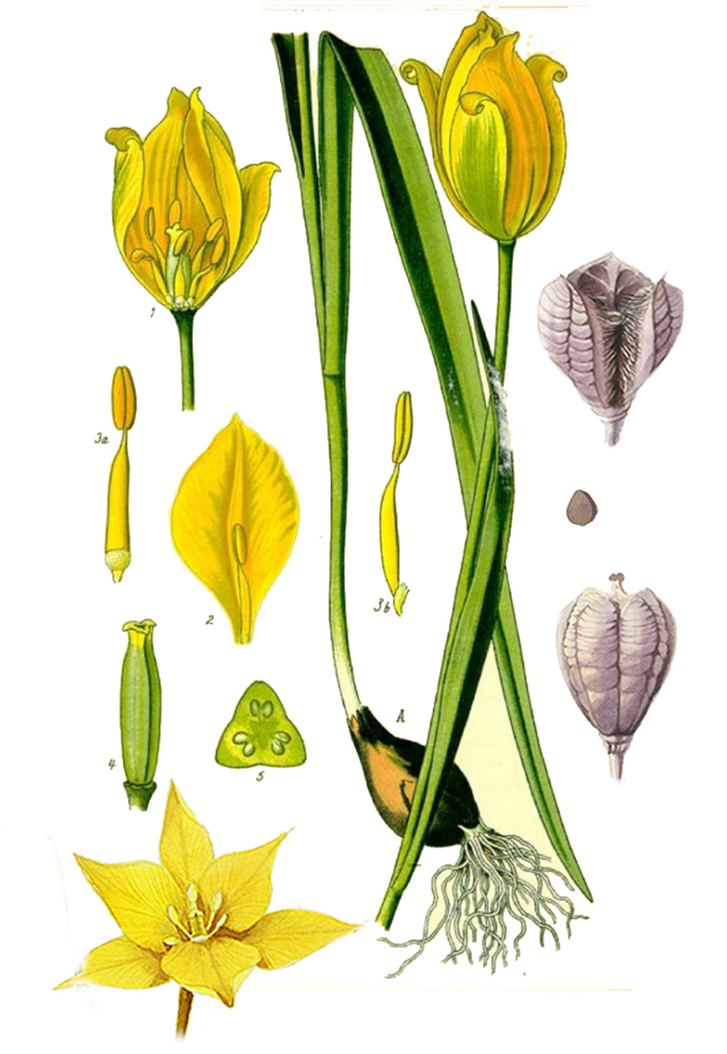 Тюльпан Биберштейна (лат. Túlipa biebersteiniána)