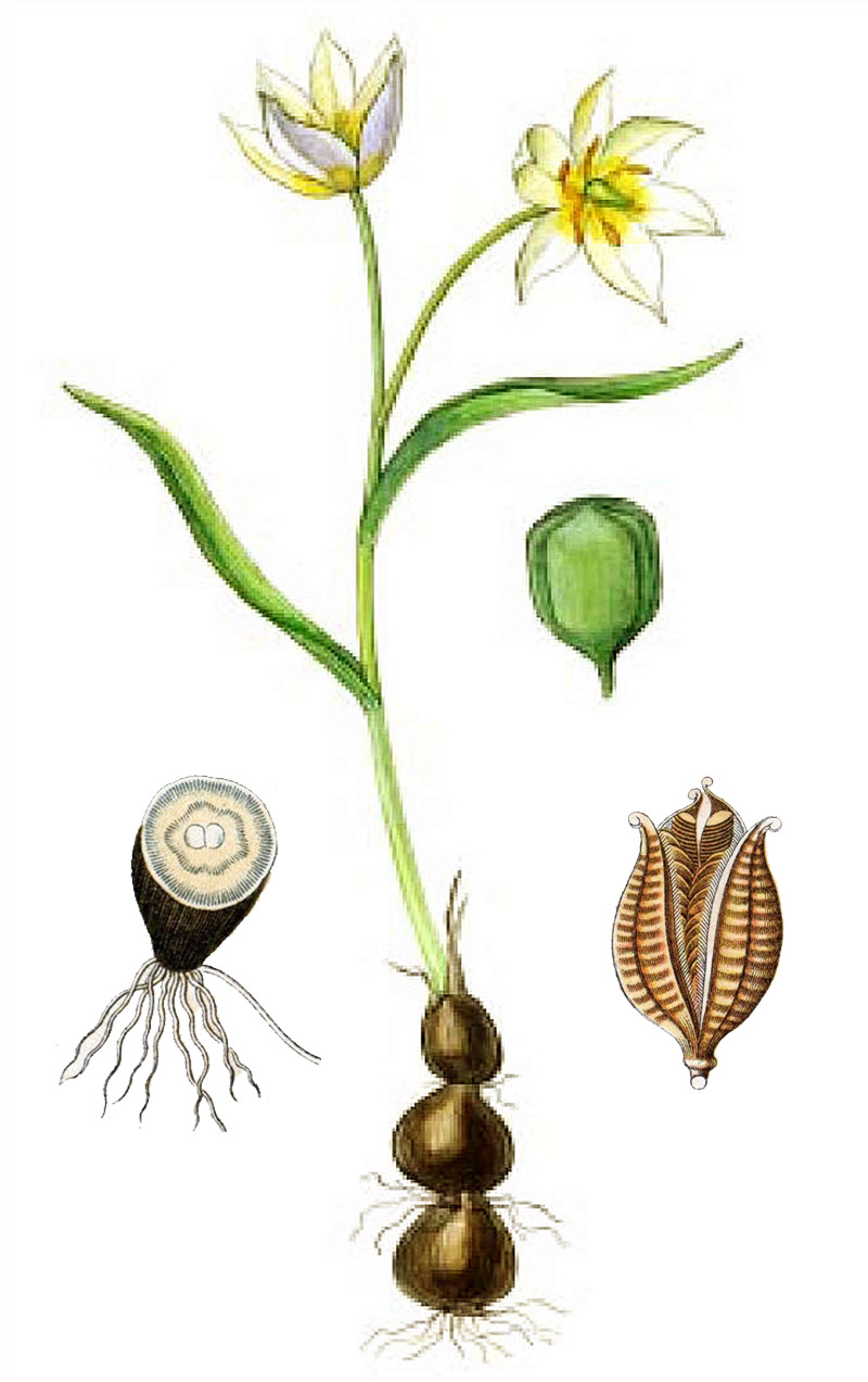 Тюльпан двуцветковый (лат. Tūlipa biflōra)