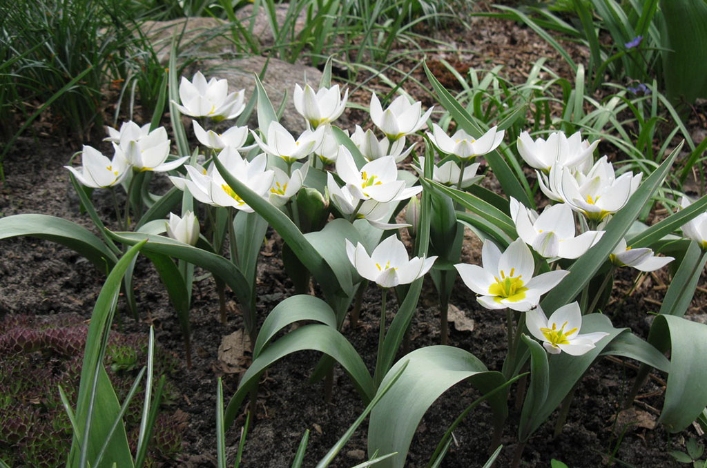 Тюльпан двуцветковый (лат. Tūlipa biflōra)
