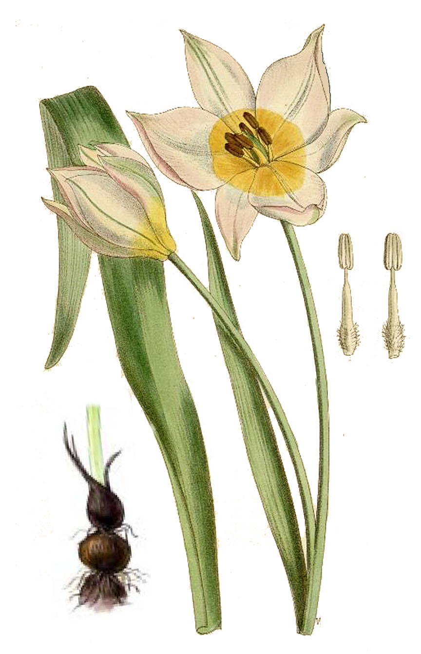 Тюльпан поникающий (лат. Túlipa pátens)